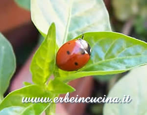 Coccinella