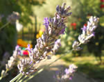 Lavanda