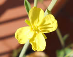 Fiore di texel