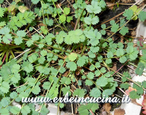 Sanguisorba