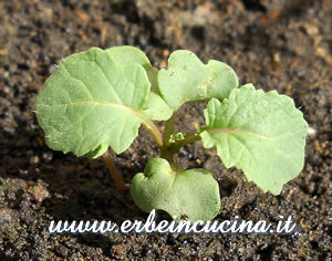 Cavolo Abissinia