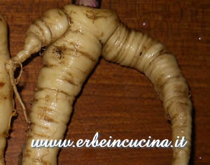 Parsnip