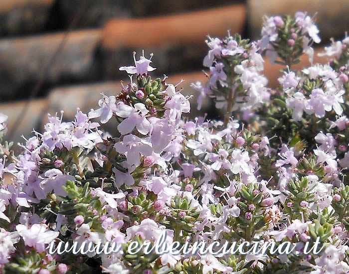 Fiori di timo arancia