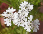 Fiore di coriandolo