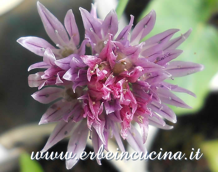 Fiore di erba cipollina