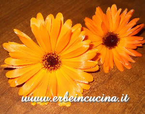 Calendula