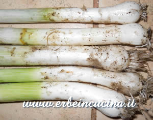 Longbow leeks