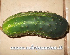 Spacemaster cucumber