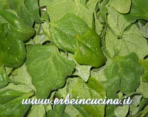 New Zealand Spinach
