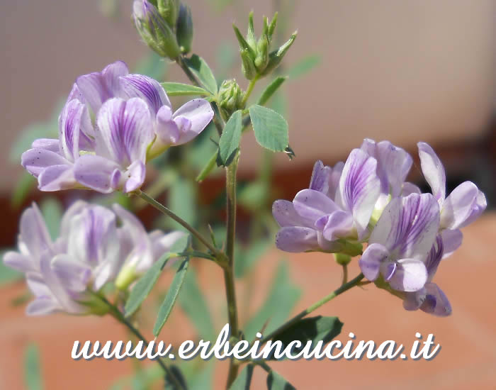 Alfalfa flowers