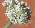 Fiore di cipolletta Winter Over