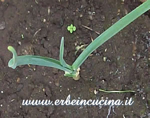 Pianta aglio