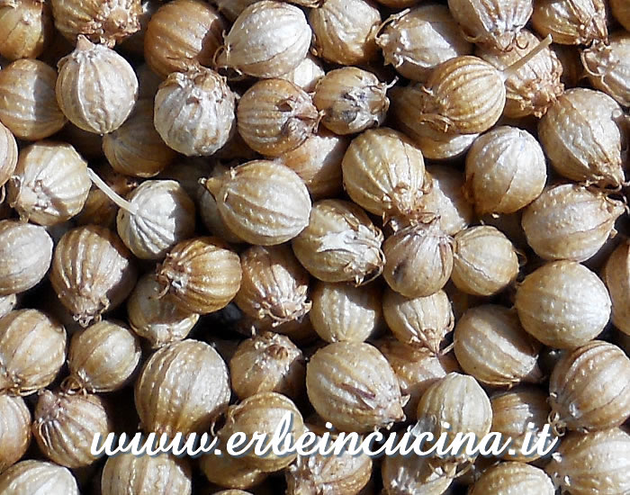Coriander seeds
