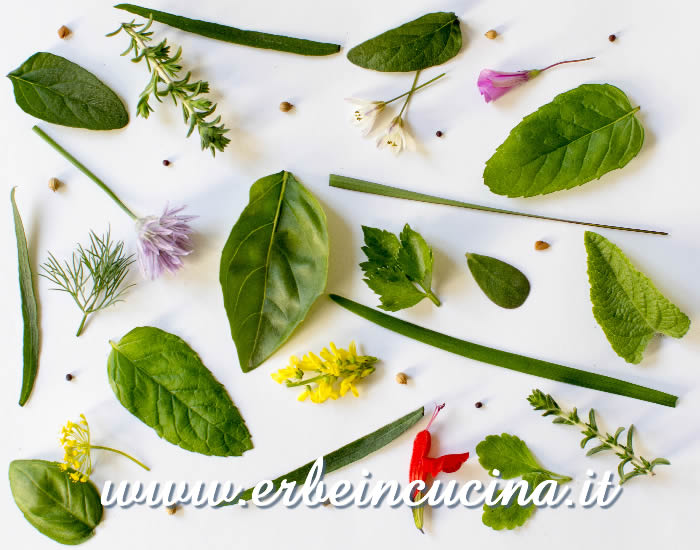 Coltivare erbe aromatiche e spezie