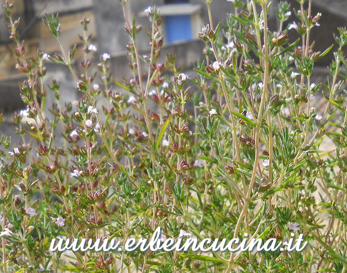 Fiori di santoreggia