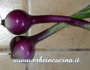 Cipolle Roja de Njort