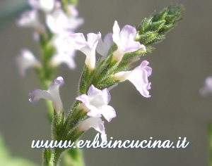 Verbena