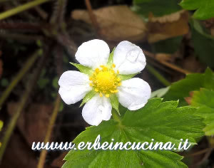 Fragola di bosco