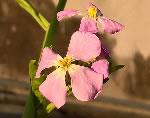 Fiori di ravanello