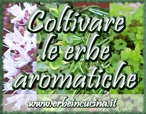 Erbe aromatiche