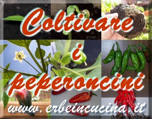 Coltivare i peperoncini