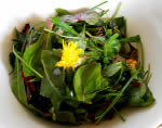 Sorrel