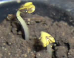 Spring sowing