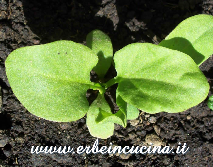 Pianta di acetosa appena nata / Newborn Sorrel Plant