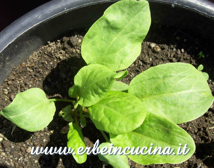 Acetosa pronta da raccogliere / Sorrel ready to be harvested