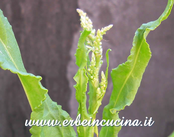 Fiore di acetosa / Sorrel flower