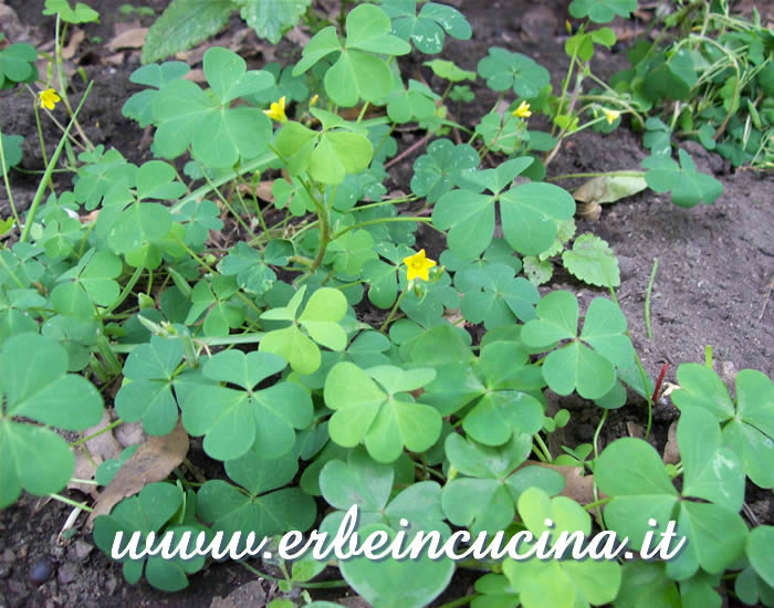 Acetosella in fioritura / Yellow Wood Sorrel Flower