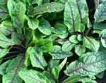 Acetosa rossa (Romice rosso)