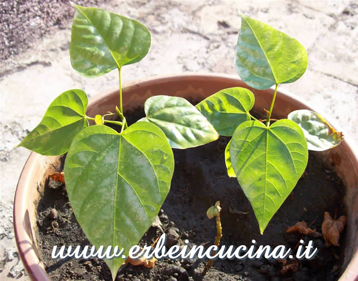 Piante trapiantate / Transplanted plants