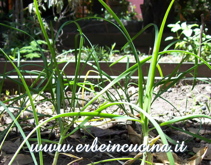 Aglio cinese (Nira) del secondo anno / Nira plants, two years old