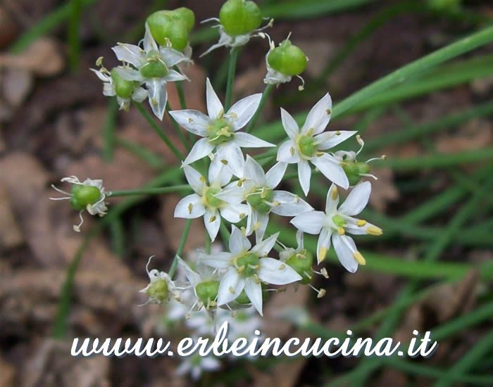 Fiori di Aglio cinese (Nira)  / Nira Flowers