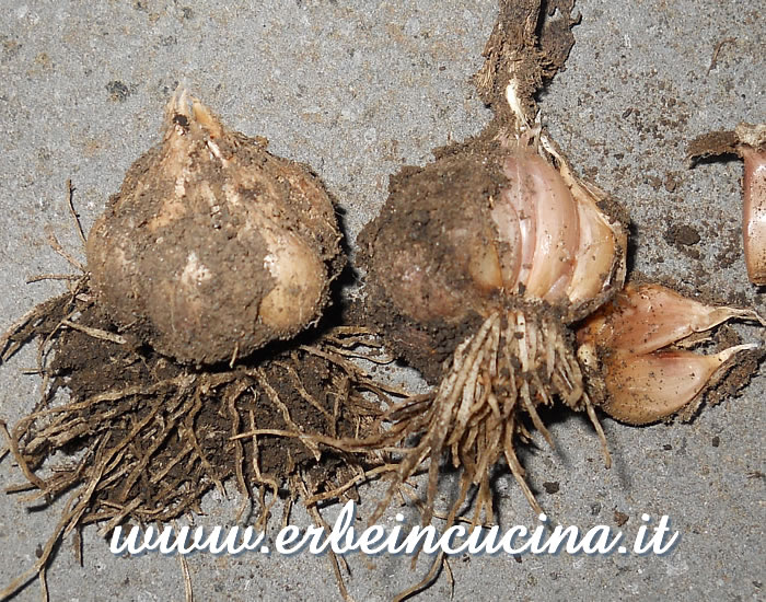 Teste d'aglio appena raccolte / Garlic heads