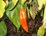 Aji Amarillo