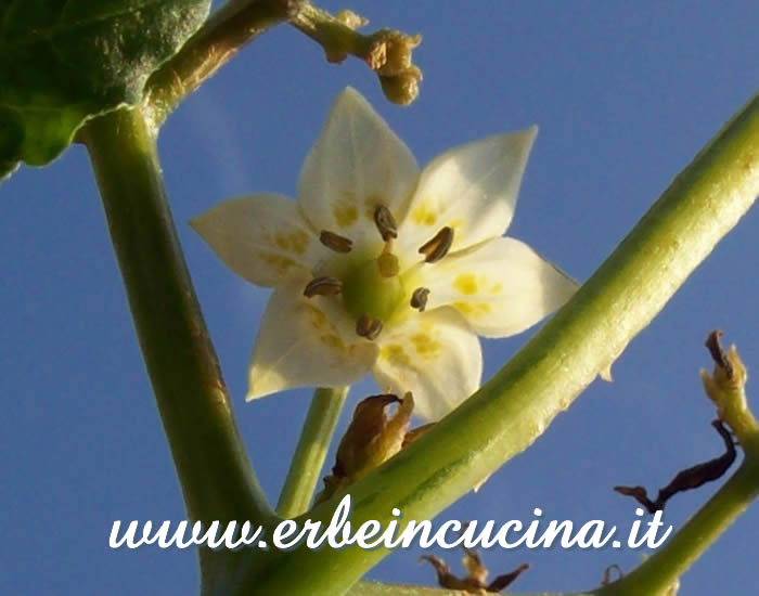 Fiore di Aji Amarillo / Aji Amarillo Flower