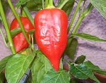 Aji Benito