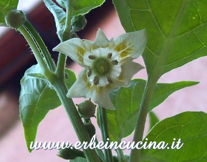 Fiore di peperoncino Aji Benito / Aji Benito chili flower