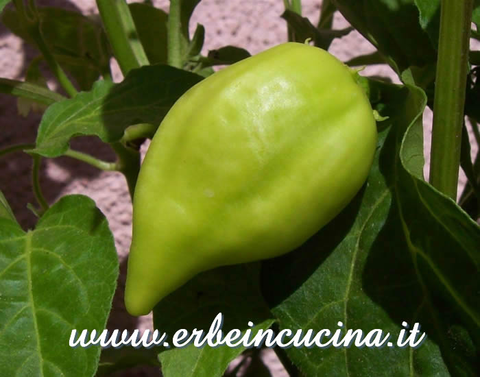 Peperoncino Aji Benito non ancora maturo / Unripe Aji Benito chili pod