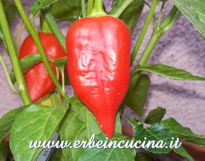 Peperoncini Aji Benito maturi / Ripe Aji Benito chili pods