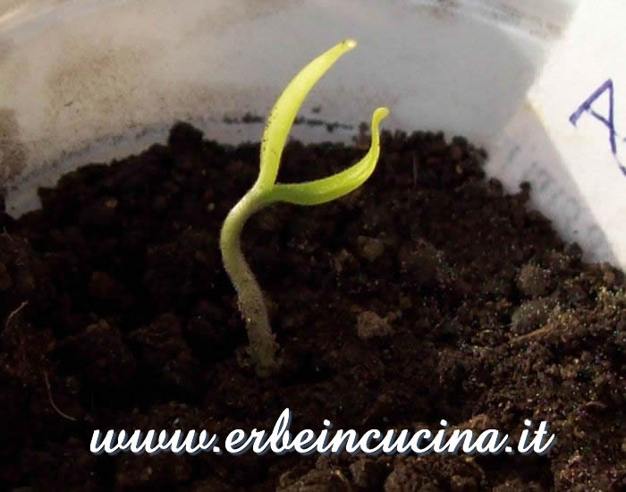 Piantina neonata di Aji Blanco Cristal  / Newborn Aji Blanco Cristal chili plant