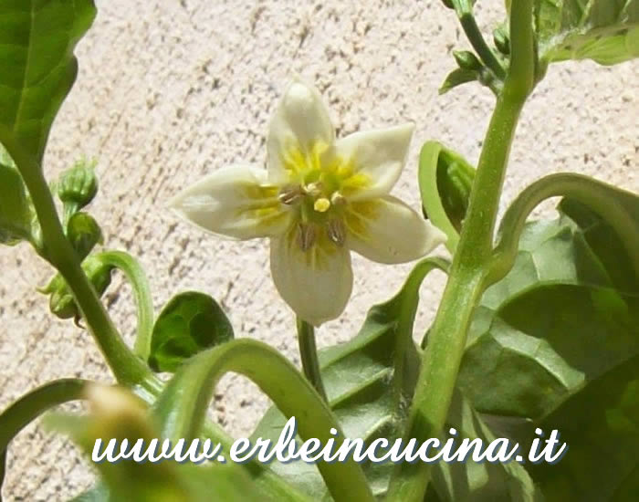 Primo fiore di Aji Blanco Cristal / Aji Blanco Cristal first flower