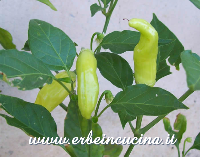 Peperoncini Aji Blanco Cristal non ancora maturi / Unripe Aji Blanco Cristal chili pepper pods