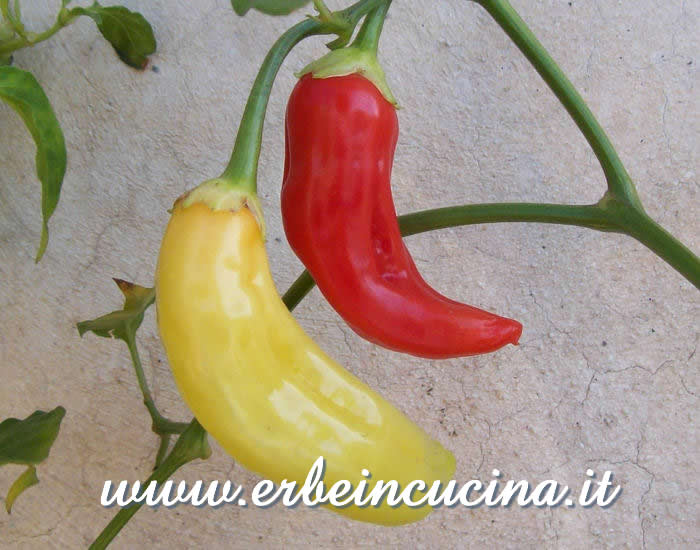 Peperoncini Aji Blanco Cristal a vari stadi di maturazione / Ripe and unripe Aji Blanco Cristal chili pepper pods