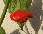 Aji brazilian starfish