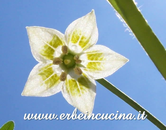 Primo fiore di Aji Brazilian Starfish / Aji Brazilian Starfish first flower