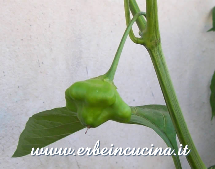 Peperoncino Aji Brazilian Starfish non ancora maturo / Unripe Aji Brazilian Starfish chili pepper pod