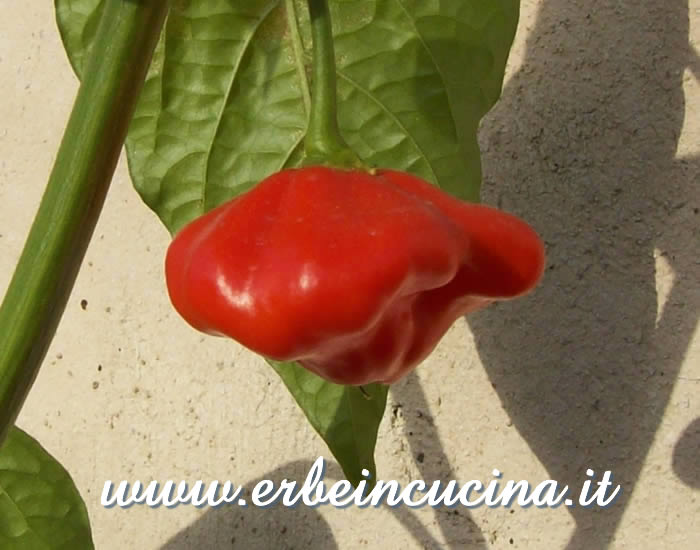 Peperoncino Aji Brazilian Starfish maturo / Ripe Aji Brazilian Starfish chili pepper pod